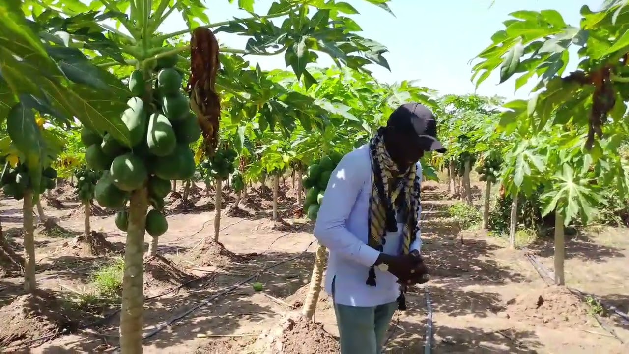 Suisse la nékone mais lima mana amé si mbaye manoumako am fofou