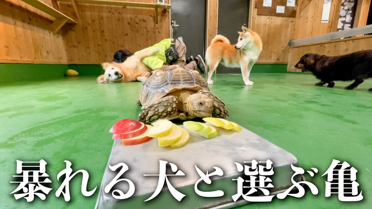 りんごの品種を楽しむカメの背後がカオスww