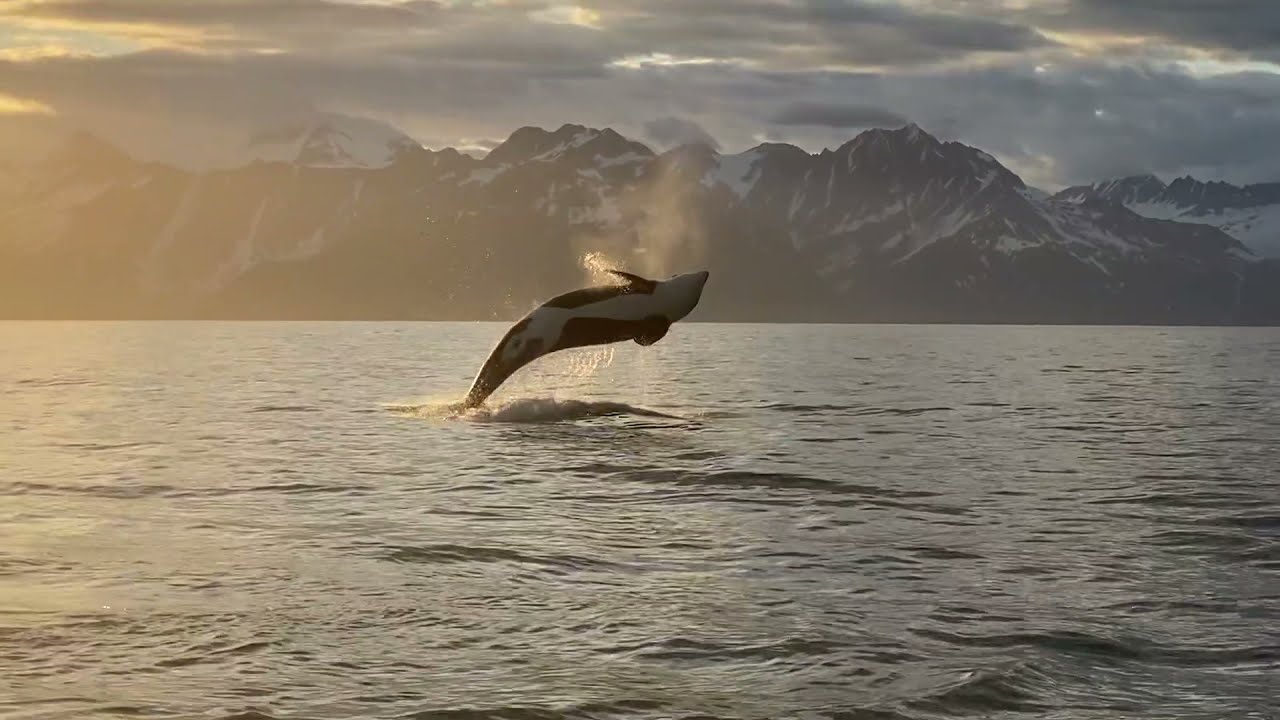 Killer Whale Breach Caught on Camera by Alaskan Boaters