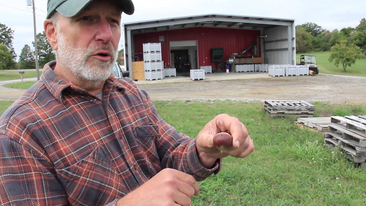 Bringing Back the Chestnut: Processing Chestnuts