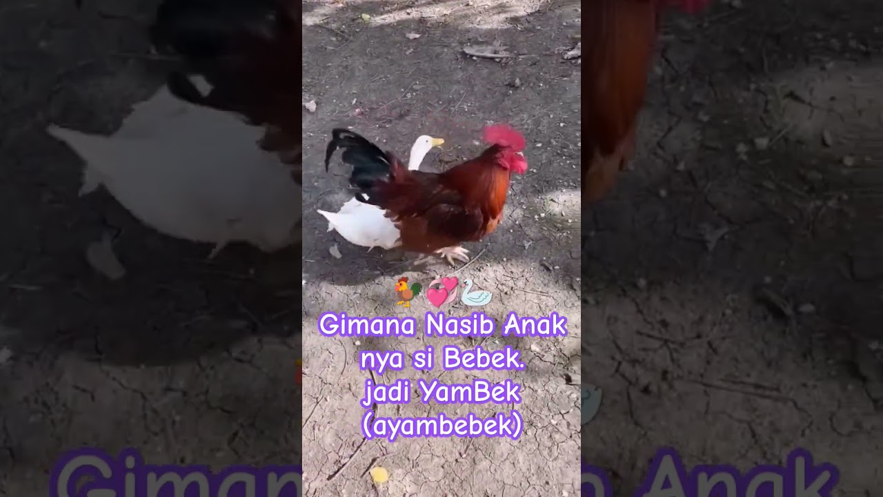 Perkawinan antara Ayam dan Bebek #ayamjago #bebek #kawin #animals