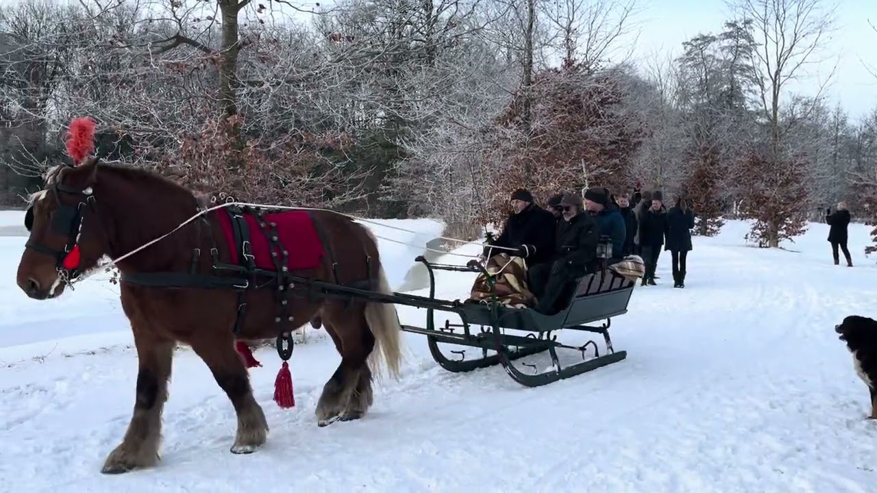 tocht met aangespannen sleden op landgoed Nienoord, Gr. 11-1-2026