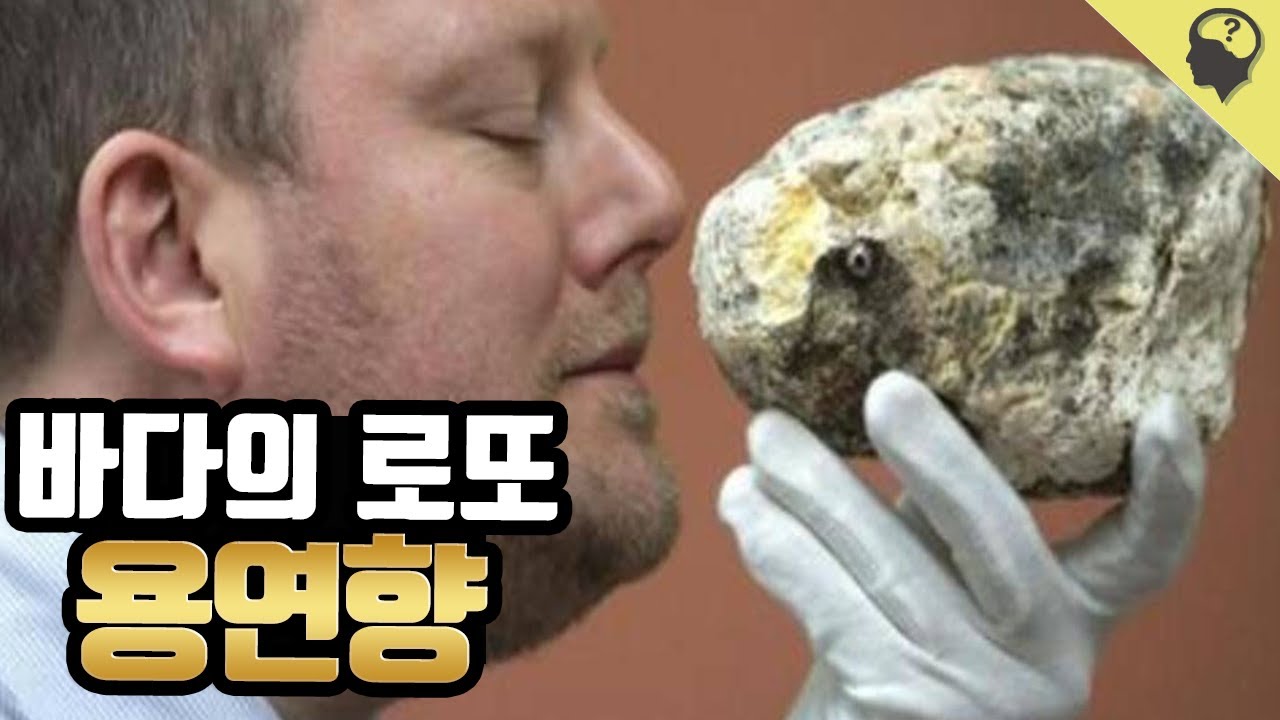 향유고래 똥 '용연향'이 비싼 이유