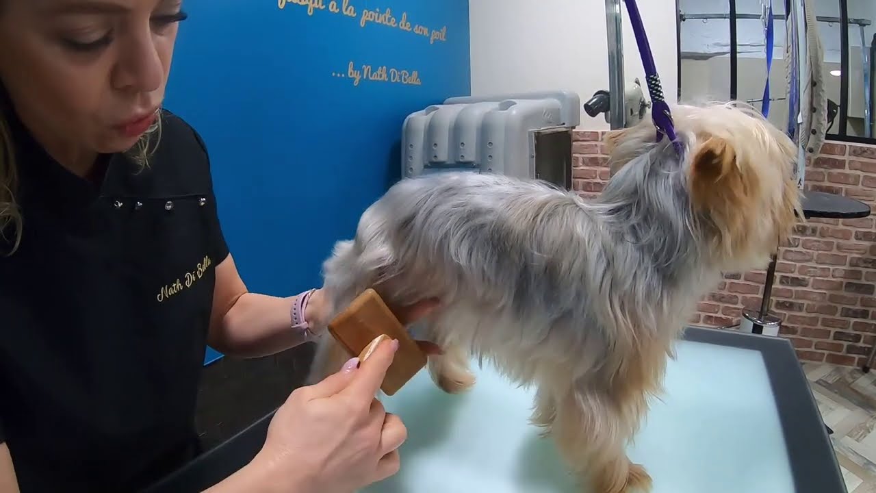 Quel matériel choisir pour brosser son chien