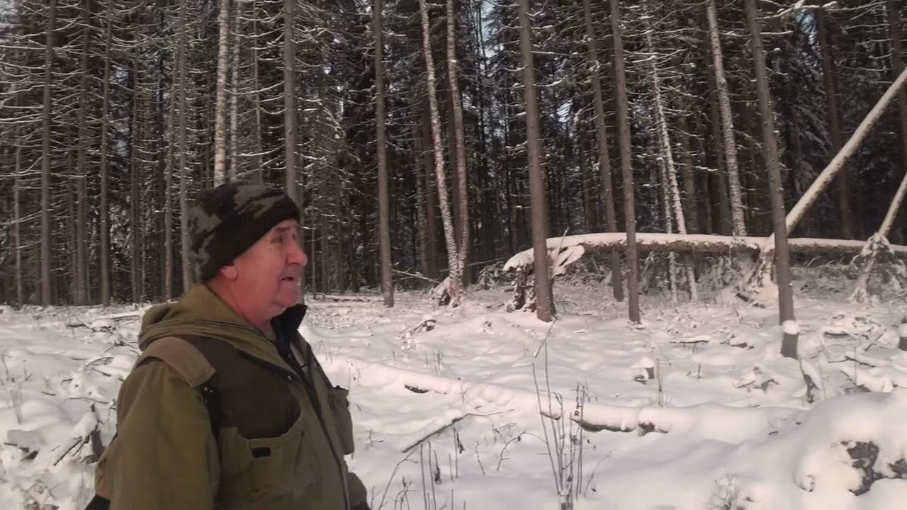 Охота на зайца с русско пегой гончей  5.11.24