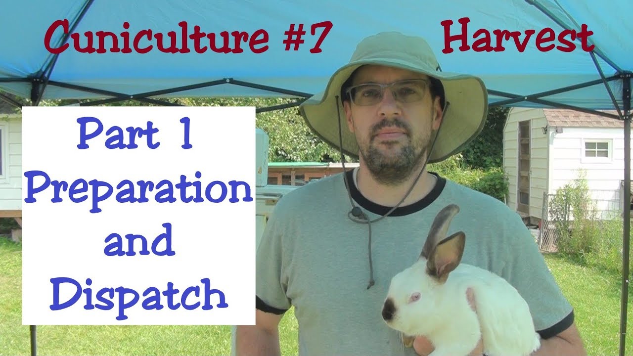 Cuniculture #7 Harvest: Part 1 - Preparation and Dispatch
