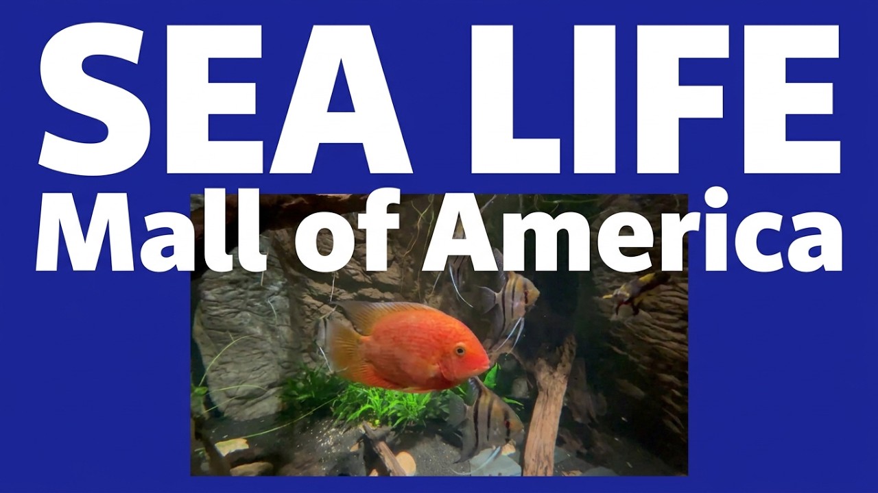 Sea Life  #mallofamerica