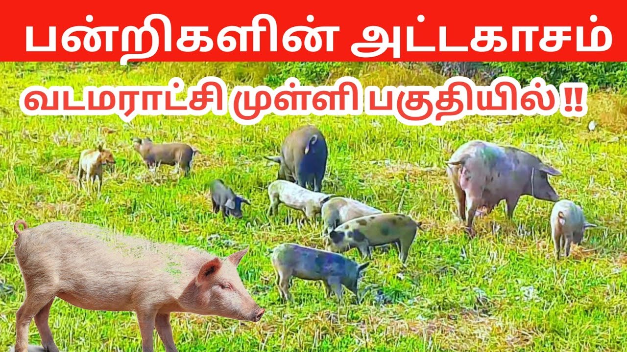 Look What Happened When Pig Attacked Pig & Pig Baby Enjoy in Land, Point Pedro in Jaffna Sri Lanka
