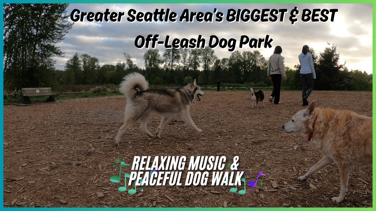 Marymoor Park! A Quiet Day at Seattle's BIGGEST & BEST Off-Leash Dog Park Relaxing Music & Dog Walk