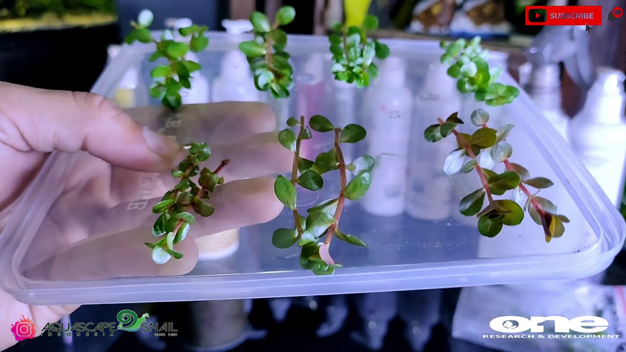 Mengenal beberapa jenis rotala