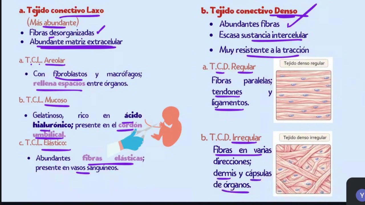 HISTOLOGÍA ANIMAL