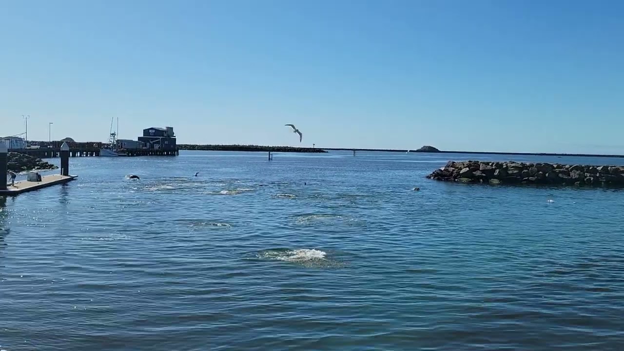 Sealions chasing Herring in Crescent City Ca Mar 2nd 2026