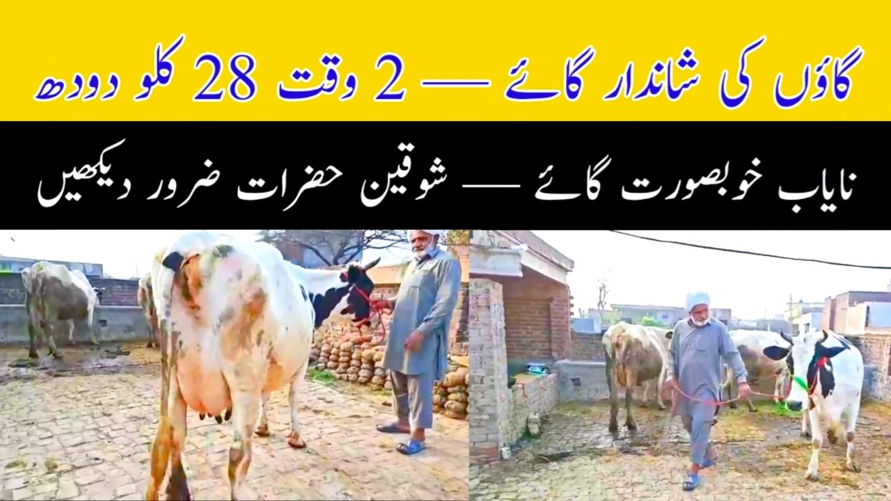 Shandaar Gaaye For Sale | 2 Time 28 Kg Milk Shakargarh Village Malowal