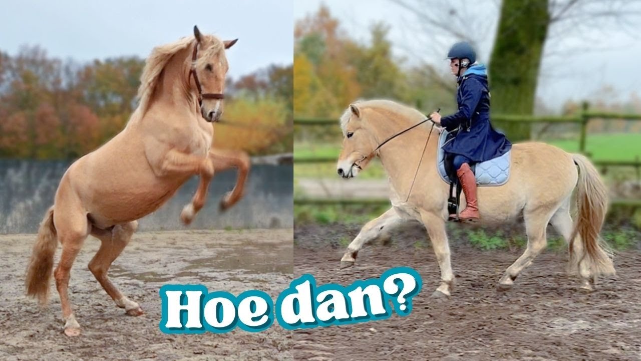 Steigeren leren aan Aslan en Spaanse draf met Moos! 🎄 Vlogmas