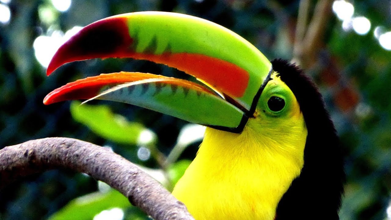 Toucans: The Strangest Bird & Its Fight for Survival!