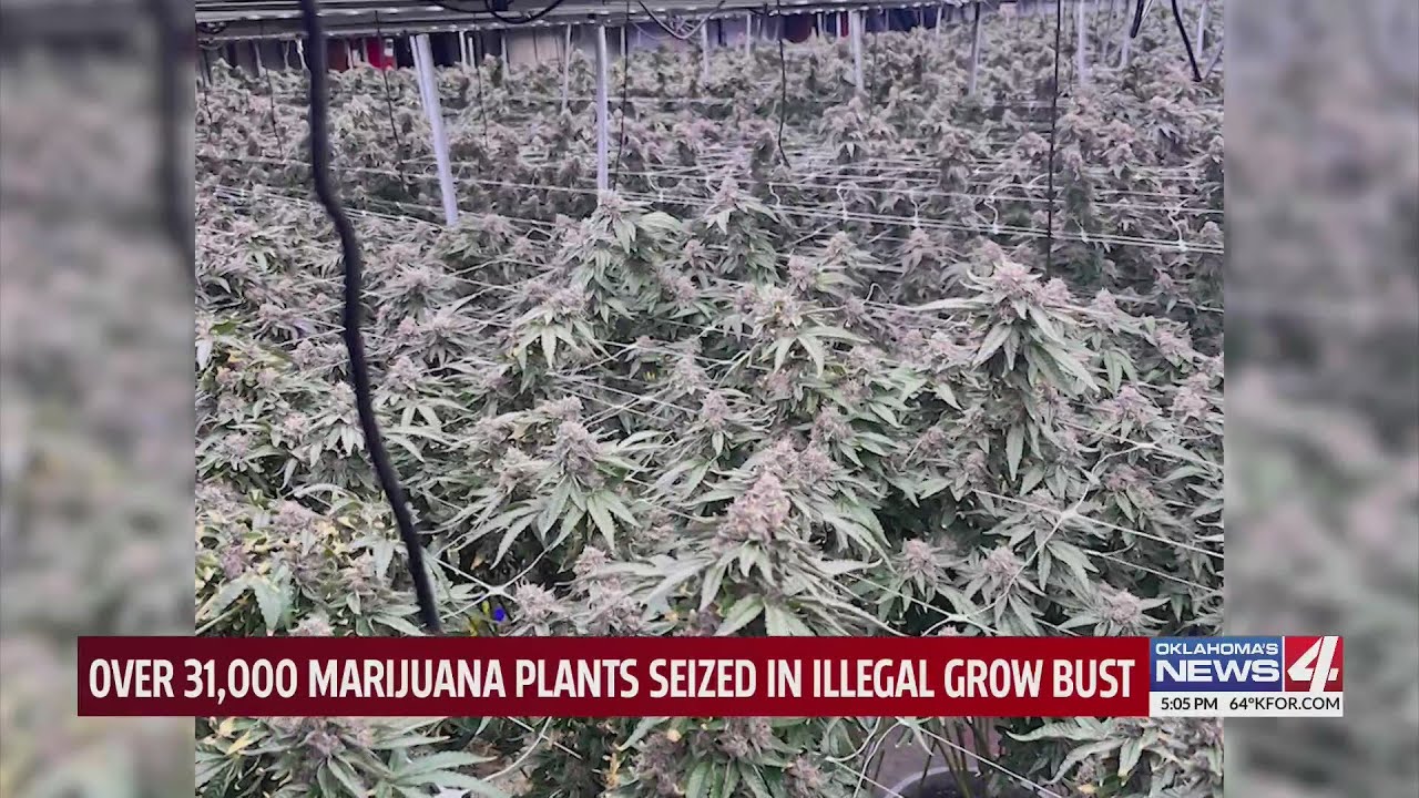 Over 31,000 marijuana plants seized in illegal grow bust