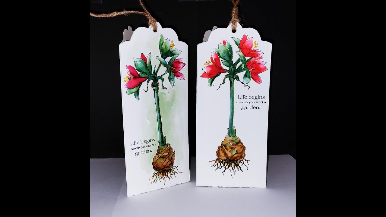 Amaryllis