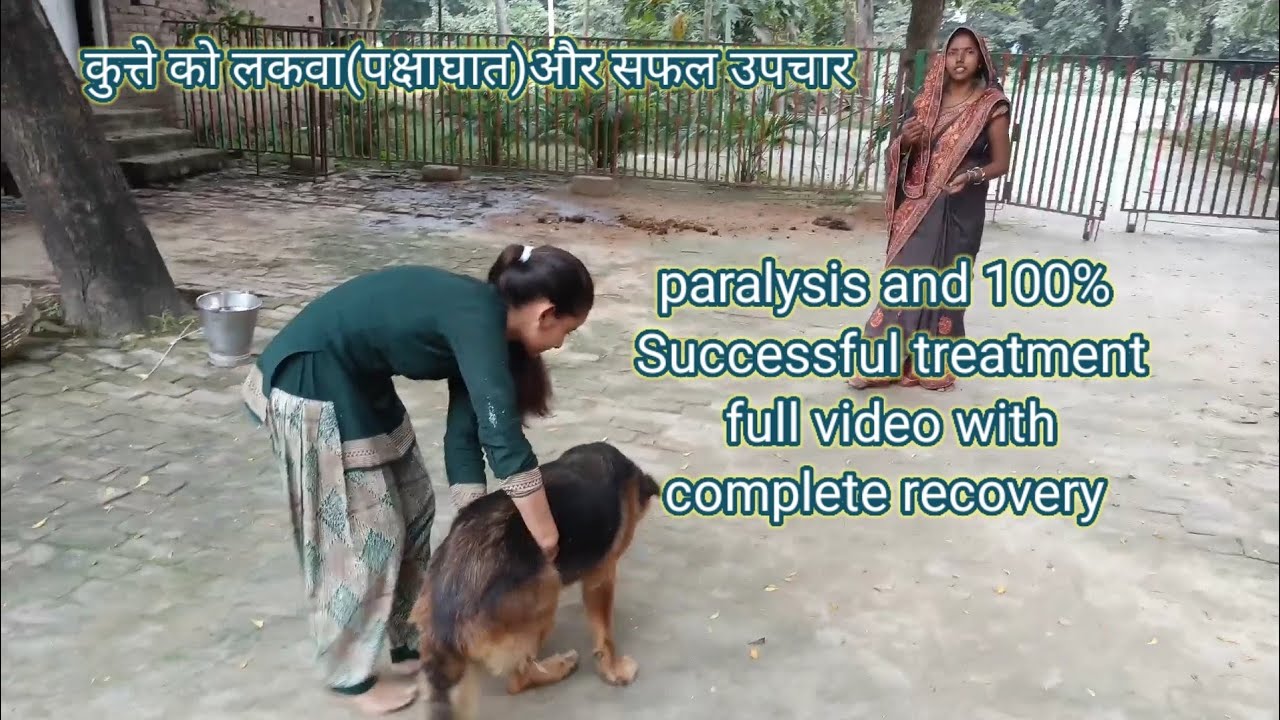 Paralysis in dog and successful treatment | paralysis video with full recovery @Dr. Alok Vet Club