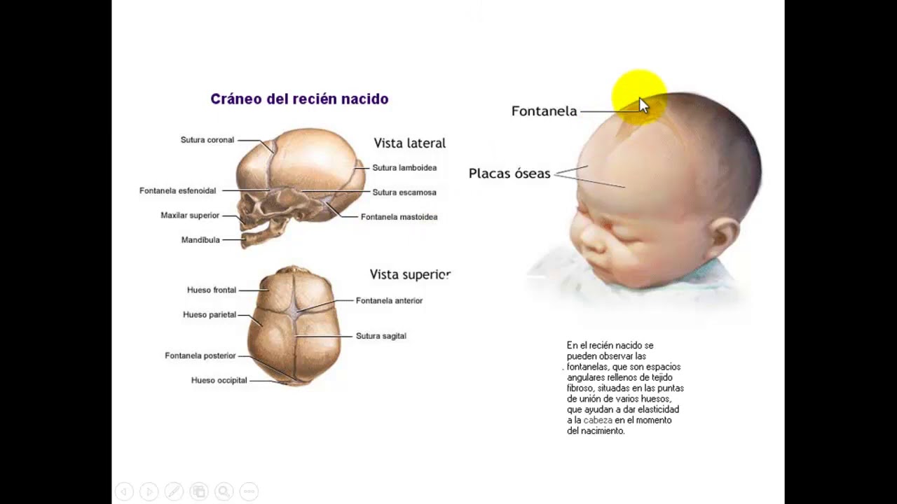 ANATOMIA ÓSSEA DA CABEÇA PARA ODONTOLOGIA PARTE 1