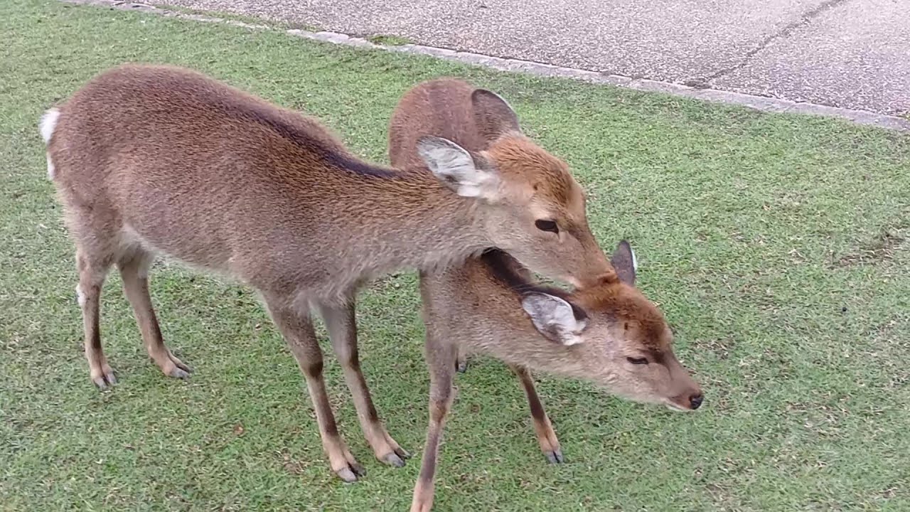 奈良公園の鹿さん  #145 Deer of Nara Park