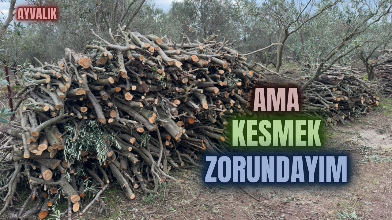 Zeytin Ağacı Nasıl Budanır?How to Prune an Olive Tree? #budama #erenvural #zeytinbudama
