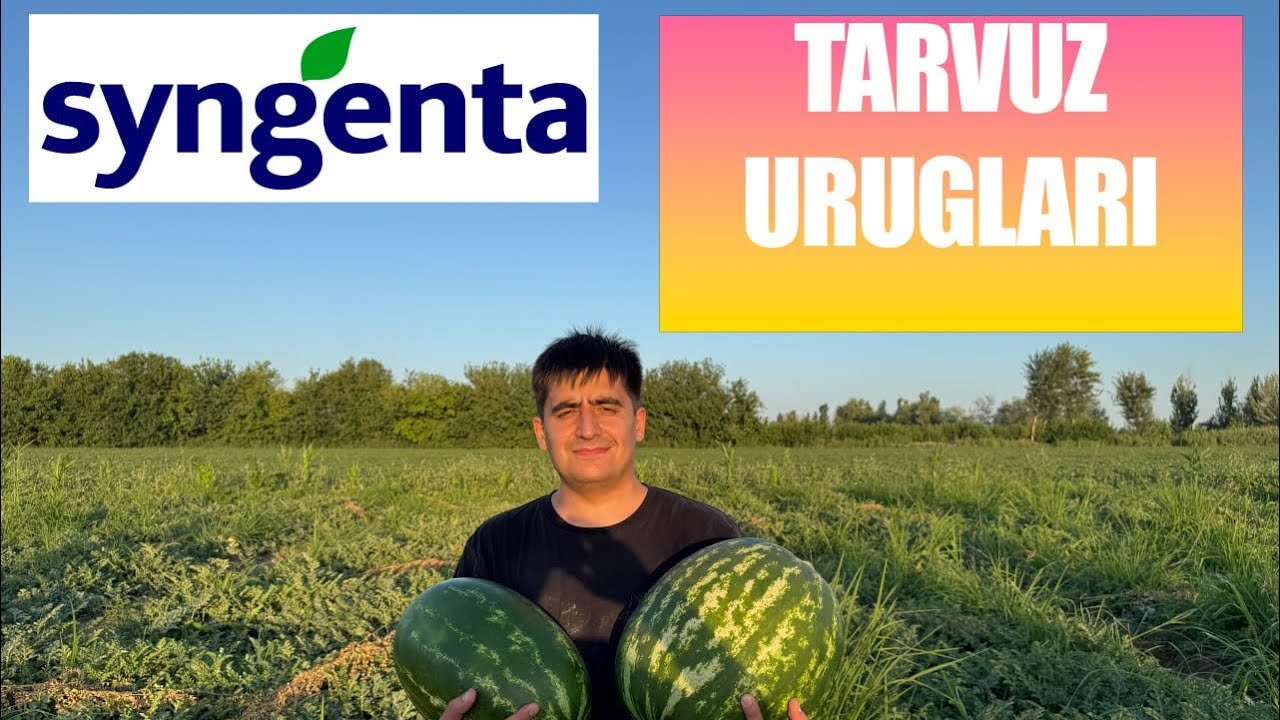 Tarvuz Syngenta Barxan F1,Hercules F1, WDLT 223814, WDLT 238036 +998 92 198 85 58