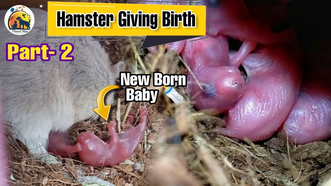 Hamster vlog : Hamster giving birth || Hamster ne Aaj bache de diye