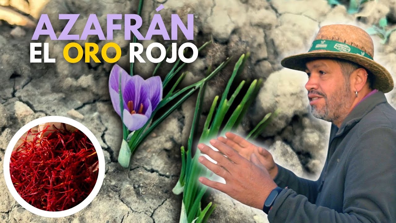 El Azafrán - Mini Documental