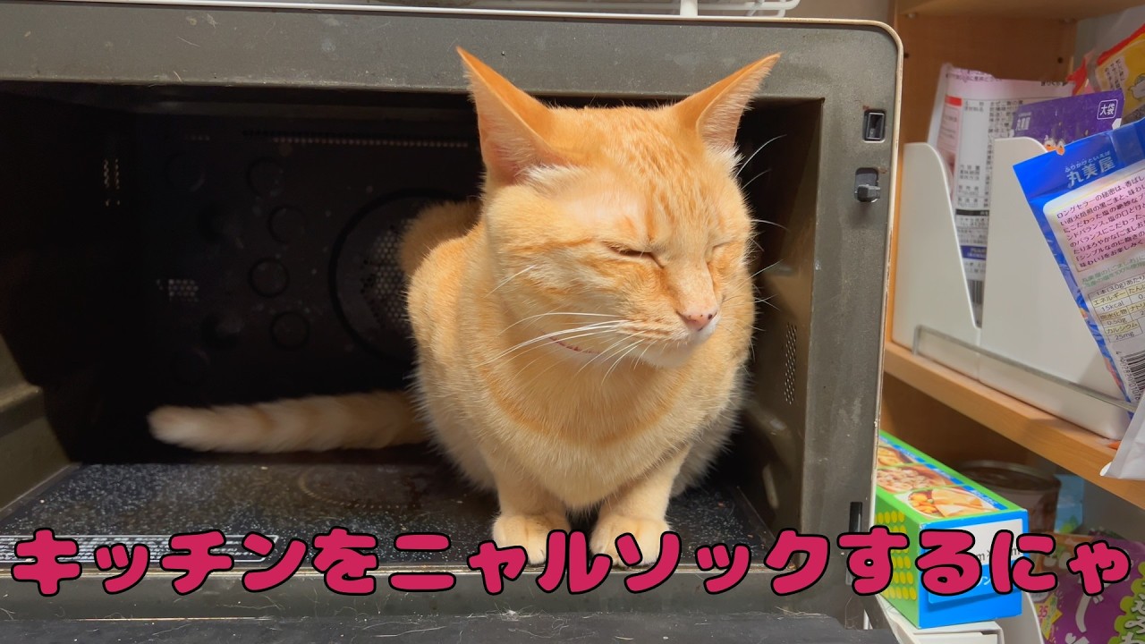 【保護猫】🐈キッチンをニャルソックしてからのまったりにゃ🐈の巻【にゃんこ日和】【rescued cat】