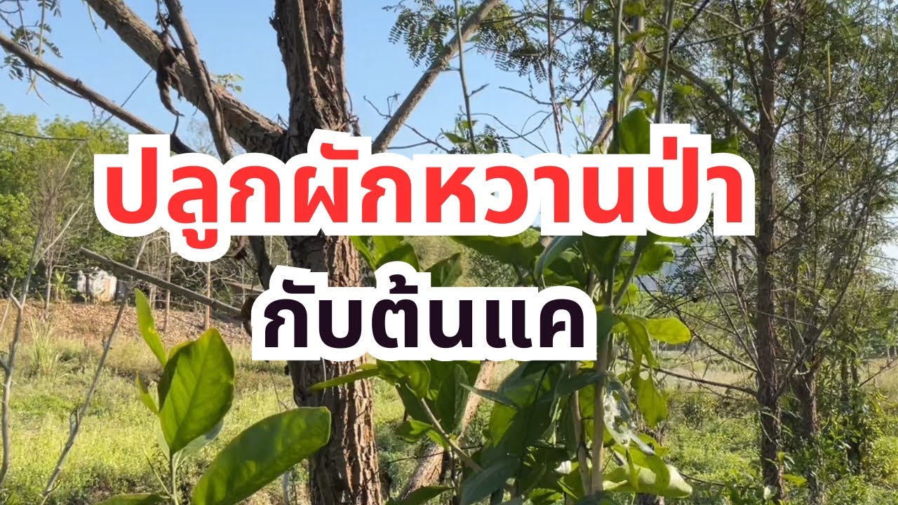 ผักหวานป่า กับต้นแค ไม้พี่เลี้ยง จะเป็นอย่างไร มาดูกัน