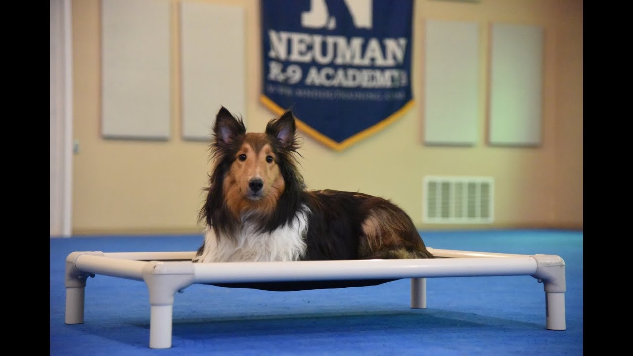 Ollie (Sheltie) Boot Camp Dog Training Video Demonstration