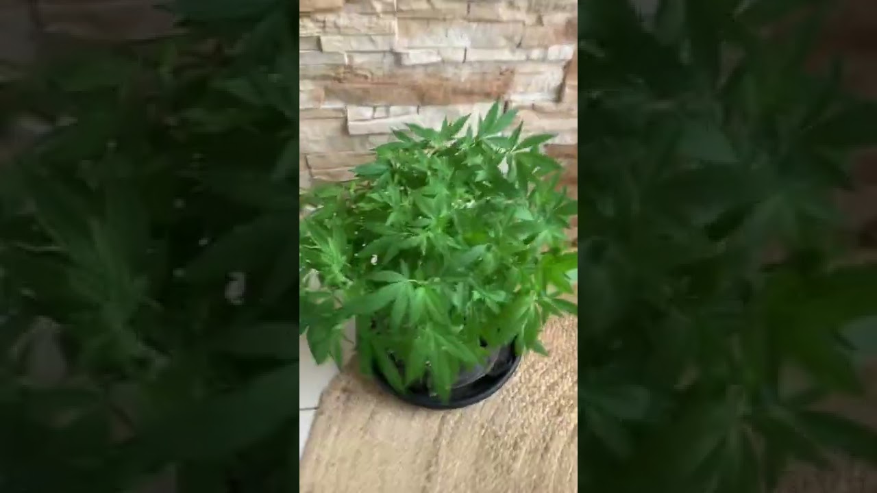 Mother plant for the next run : Bubba kush by Barney&rsquo;s Farm