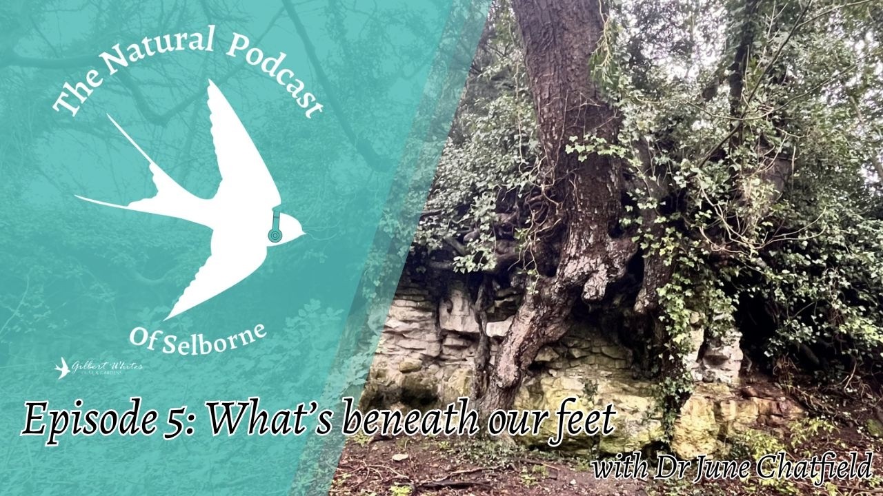 The Natural Podcast of Selborne: Episode 5: What's beneath our feet