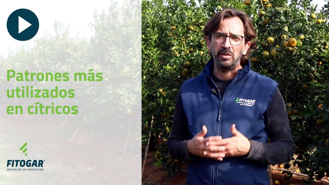Patrones más utilizados en cítricos