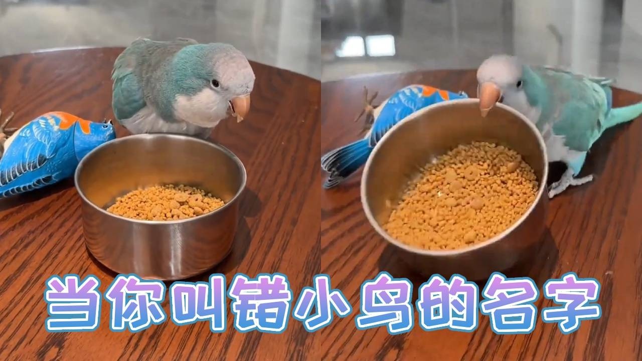 当你叫错小鸟的名字会有什么反应？胖胖：深井冰啊！我给你饭盆砸了！【胖胖谷粒】