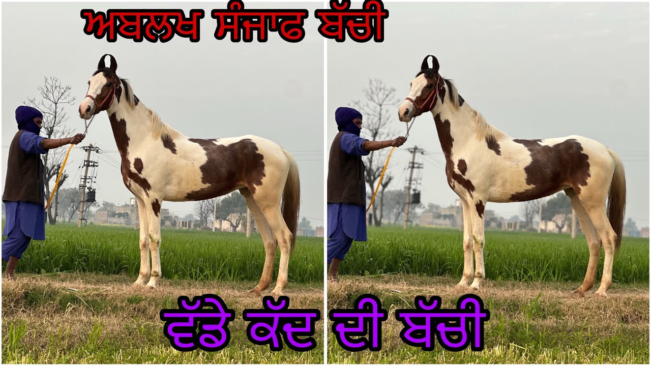 ਵੱਡੇ ਕੱਦ ਦੀ ਖੁੱਲੀ ਅਬਲਖ ਬੱਚੀ 
