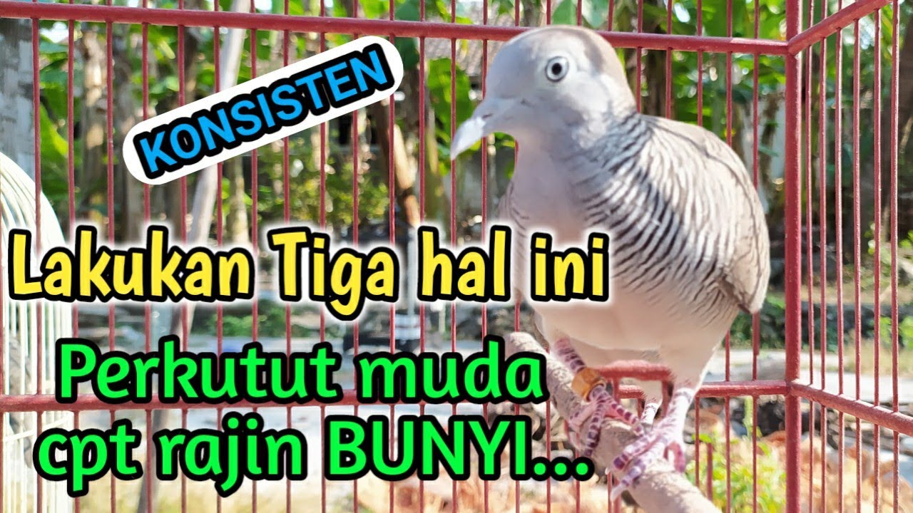 cara merawat perkutut rajin bunyi ( dg mudah )
