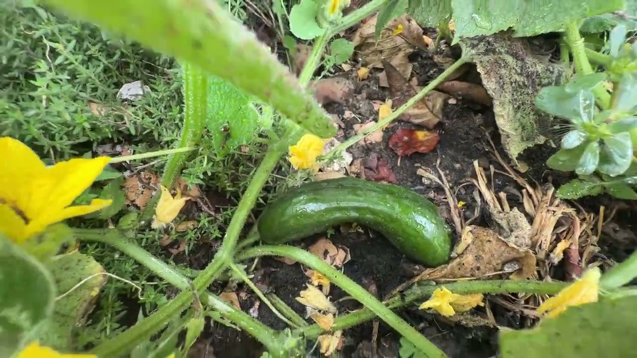 باغچه زیبای من 