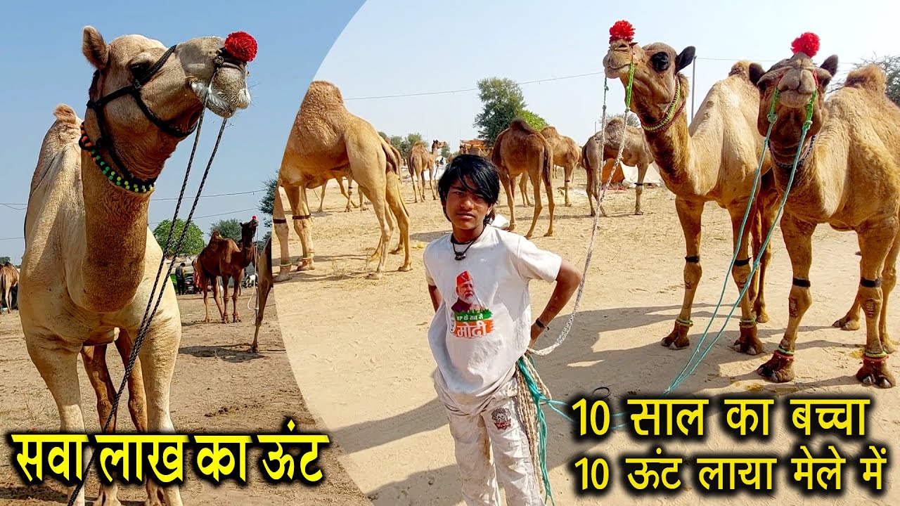 10 साल का बच्चा 10 ऊंट लाया नागौर पशु मेला में चौंकाने वाली कीमत में बिक रहे ऊंट Nagaur Cattle Fair