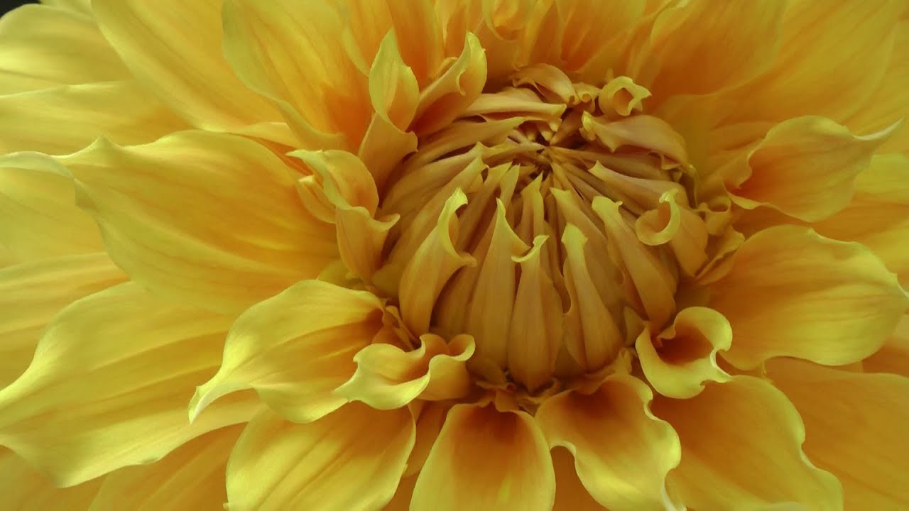 For the love of Dahlias - Midlands Dahlia Society Show 2021