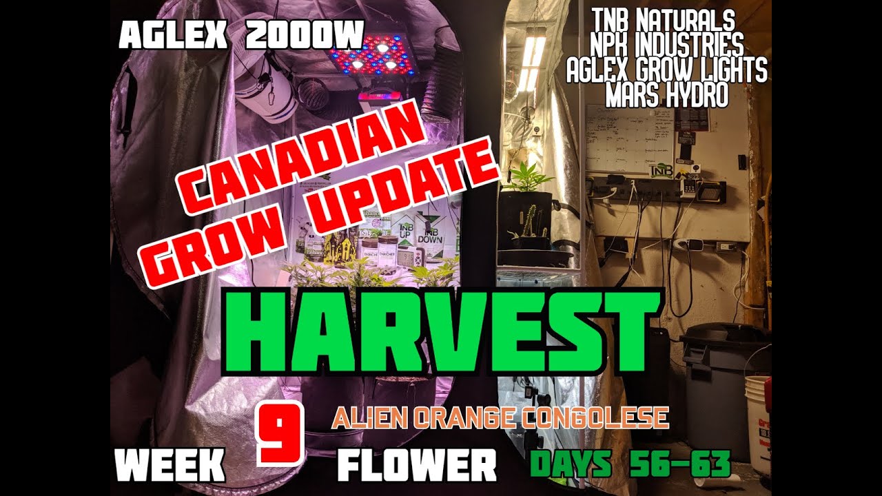 Harvest day! || Alien Orange Congolese || Day 63 Flower || QUICK UPDATE