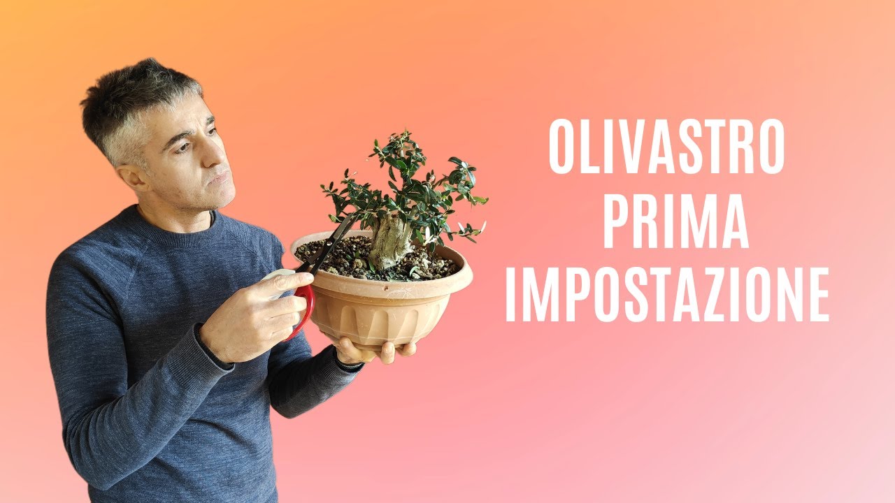 COME FARE una FILATURA D'IMPOSTAZIONE su OLIVASTRO SHOIN