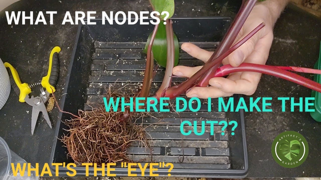 Part 1 - Taking Cuttings from a Pink Princess Philodendron