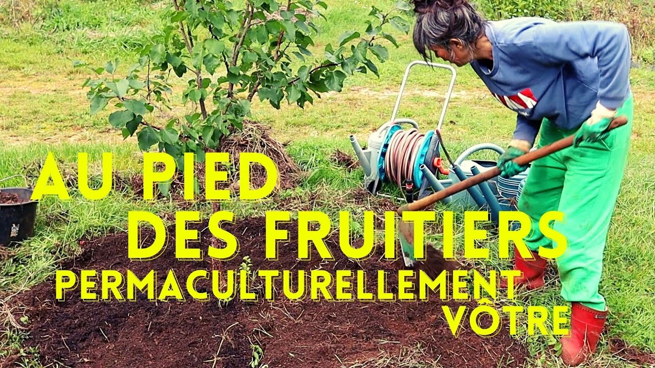 Au pied des fruitiers, compostage en place...