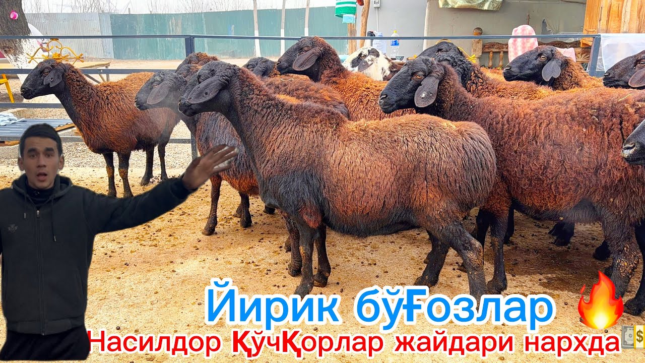 Йирик бўғоз қўйлар🔥пул бўшатишга кўринг афсус қилмасиз