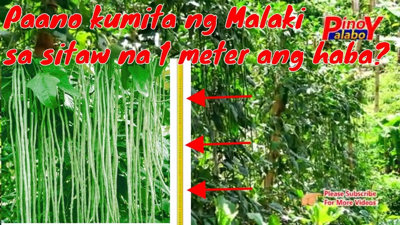 SITAW FARMING - Mga tamang Diskarte sa pagtanim ng String Beans