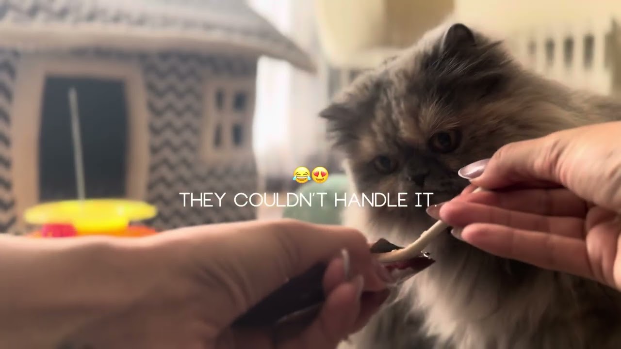 We just wanted a calm taste test… but they had other plans. 🍦