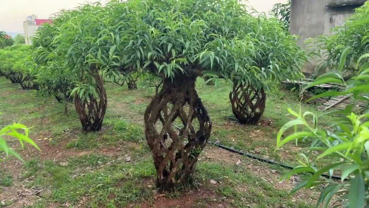 Trả lời các câu hỏi trên video về cây Hoa Đào Tết 12/7/2025 âm lịch