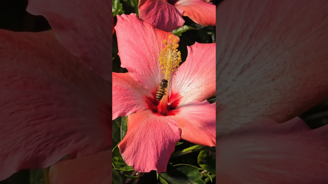 Feel the SAMSUNG $24Ultra telephoto macro straight out effect code technology 📱🔝 #SamsungS24Ultra