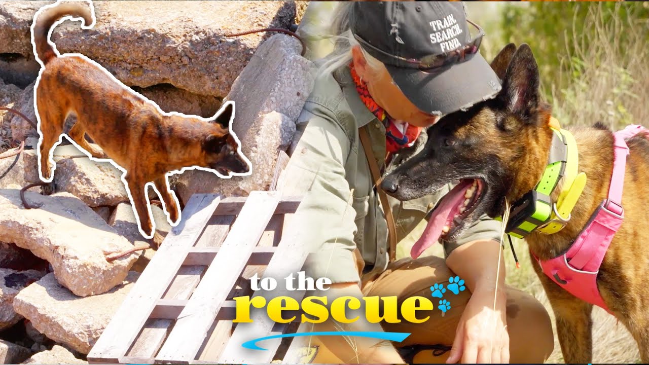 Chained up dog found on Craigslist becomes expert search and rescue dog #KajaJoe | To The Rescue